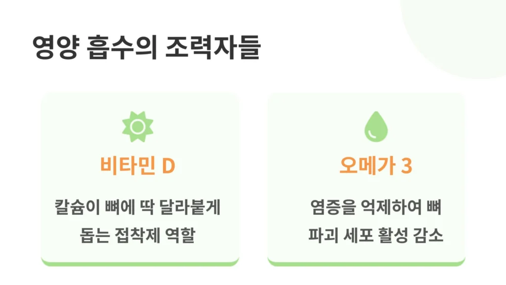 칼슘 흡수를 돕는 비타민 D(접착제 역할)와 뼈 파괴 세포 활성을 감소시키는 오메가 3의 효능을 설명하는 인포그래픽.