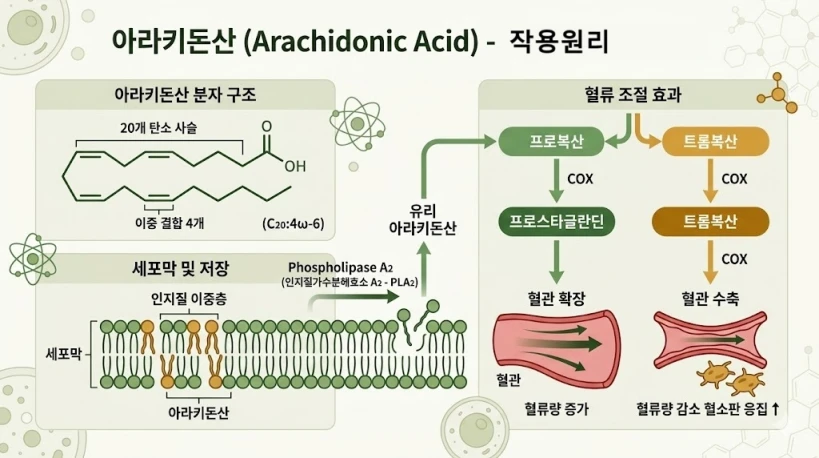 흑염소진액 핵심 성분 아라키돈산 세포막 작용 메커니즘 의학 일러스트 