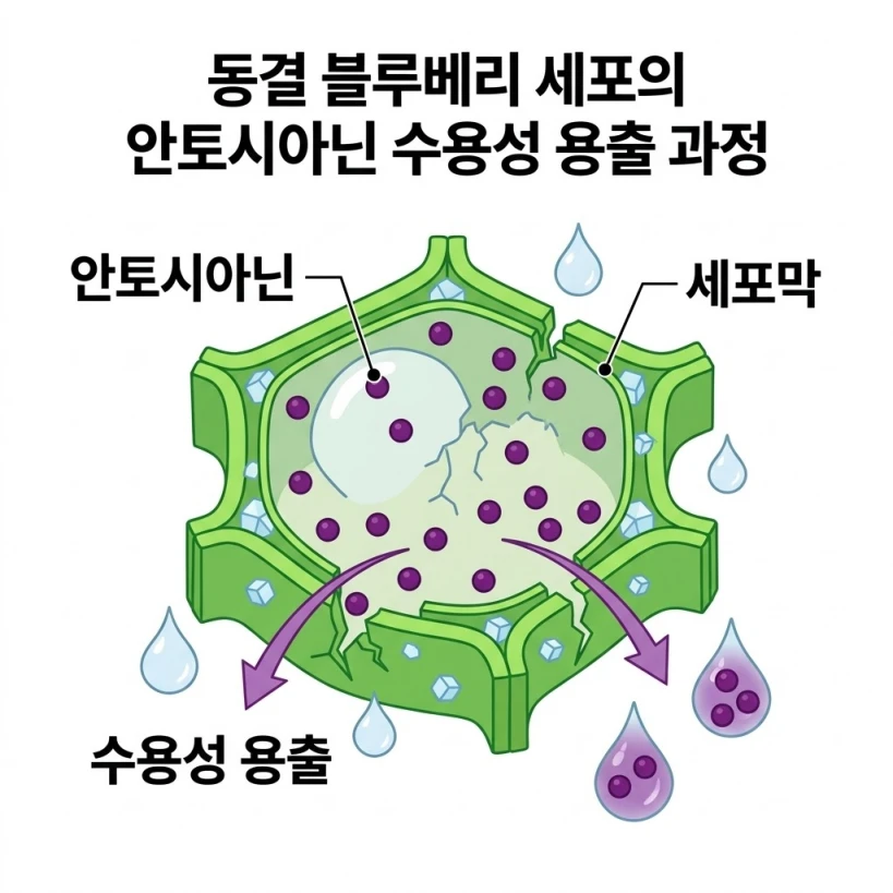 블루베리 안토시아닌 수용성 세척 시 손실 원리 일러스트 