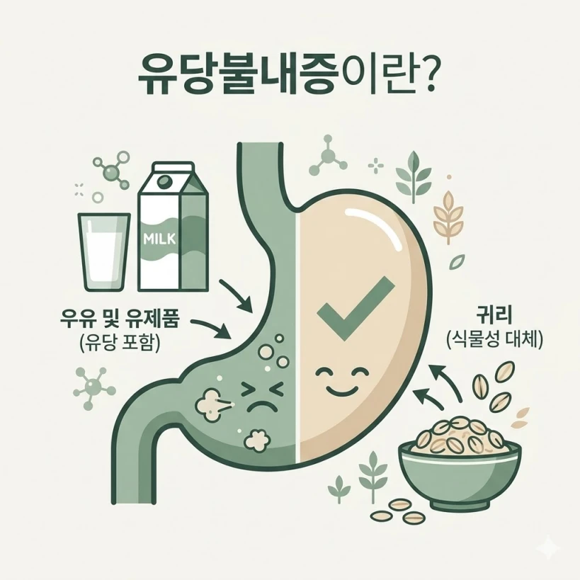 우유 속 유당 분해 효소가 부족할 때 나타나는 유당불내증 증상을 설명하는 2D 일러스트레이션. 