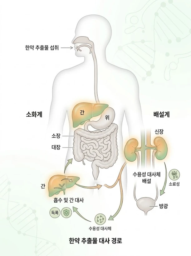흑염소진액 성분이 간과 신장에서 대사되는 과정 의학 일러스트 