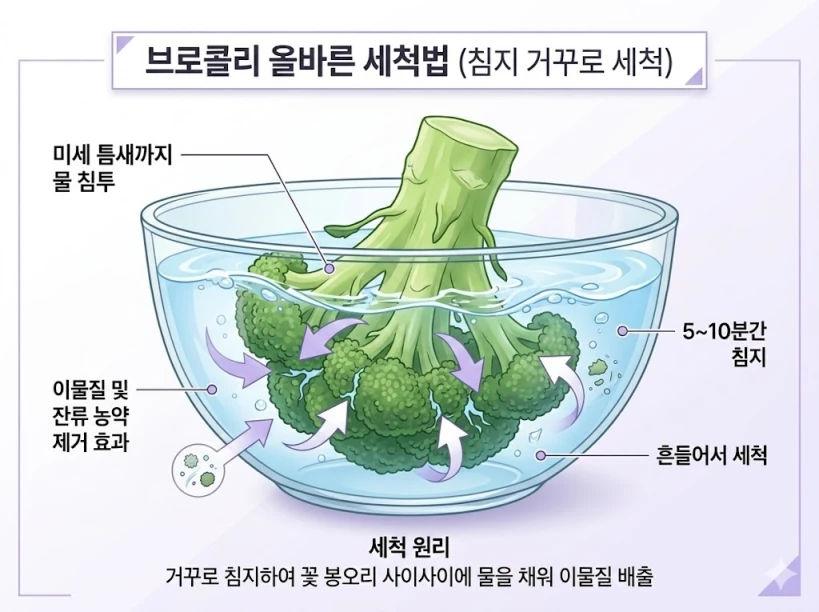 브로콜리 꽃봉오리 속 이물질 제거를 위해 거꾸로 담가두는 세척법 인포그래픽 