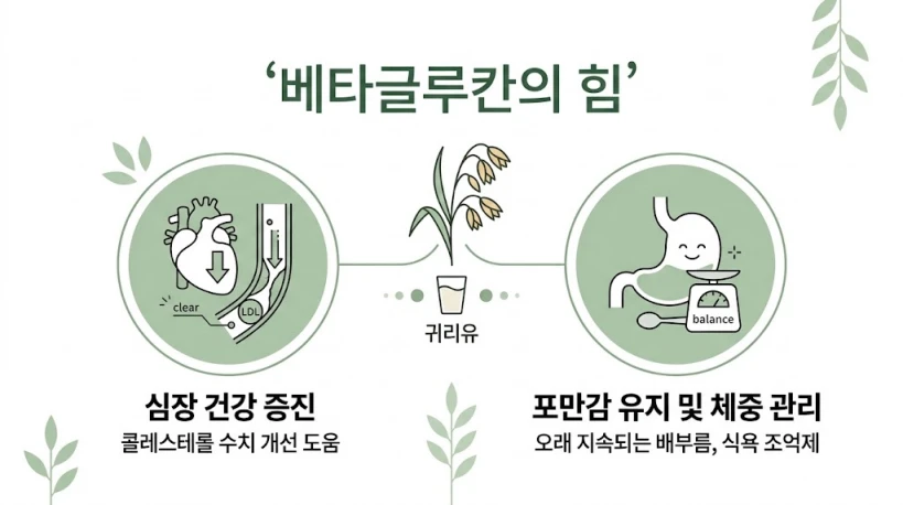 콜레스테롤 관리와 포만감 유지에 도움을 주는 귀리유의 베타글루칸 효능 정리 인포그래픽. 