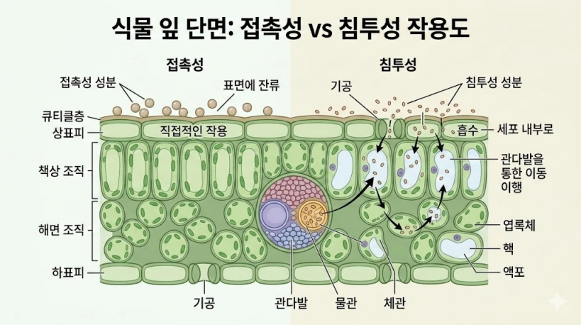 채소 표면의 접촉성 농약과 내부로 흡수되는 침투성 농약의 차이를 설명하는 전문 도해 