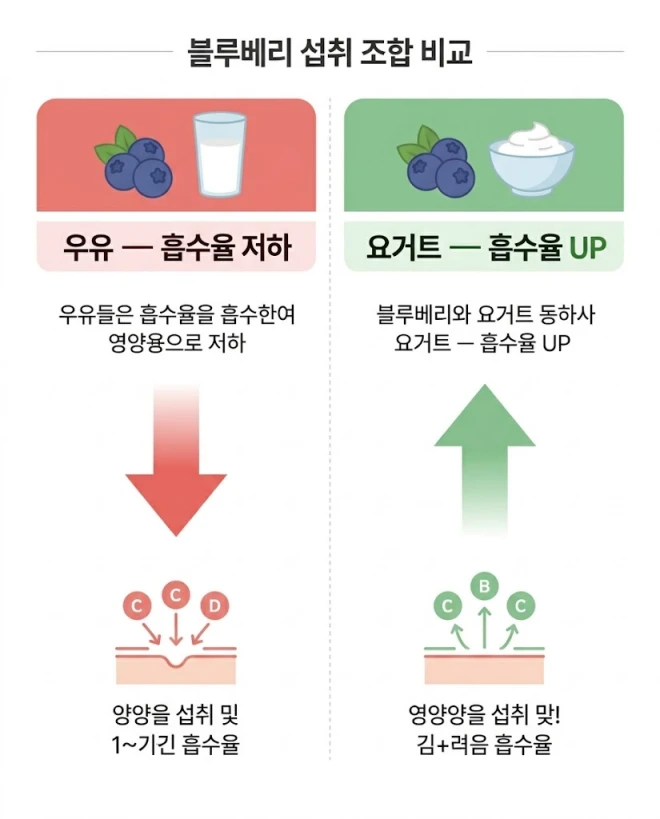 블루베리 우유 요거트 안토시아닌 흡수율 차이 비교 