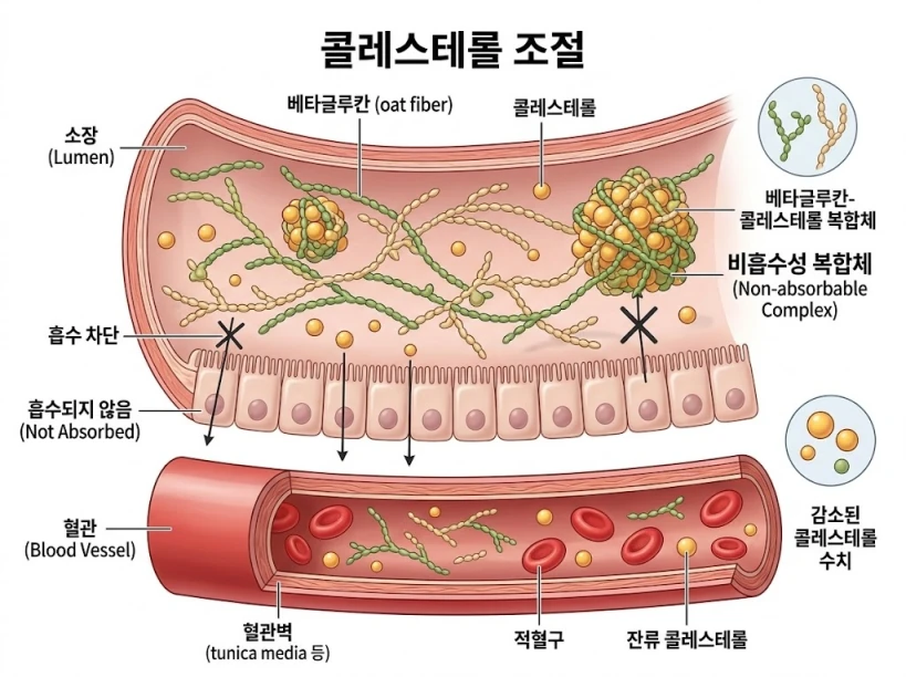 귀리의 베타글루칸 성분이 혈관 내 콜레스테롤 수치를 조절하는 원리를 보여주는 전문 의학 일러스트.