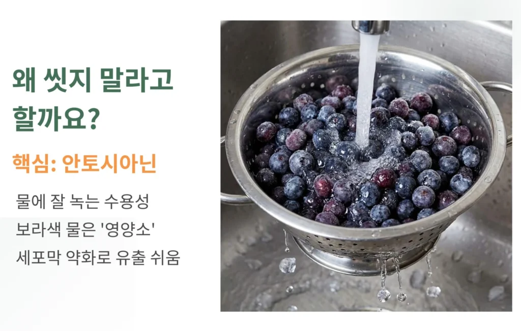 냉동 블루베리를 흐르는 물에 씻을 때 수용성 영양소인 안토시아닌이 녹아 나올 수 있음을 설명하는 인포그래픽 이미지입니다. 보라색 물이 영양소 유출임을 강조하며 과도한 세척을 지양해야 한다는 내용을 담고 있습니다.