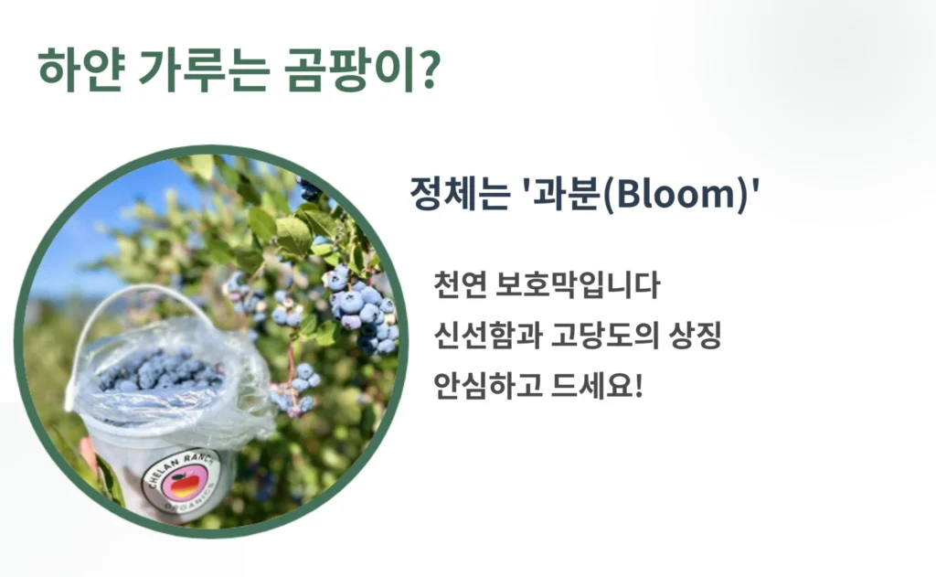 블루베리 표면의 하얀 가루가 곰팡이가 아닌 천연 보호막인 '과분(Bloom)'임을 설명하는 이미지입니다. 신선함과 높은 당도의 상징이므로 안심하고 먹어도 된다는 정보를 전달합니다.