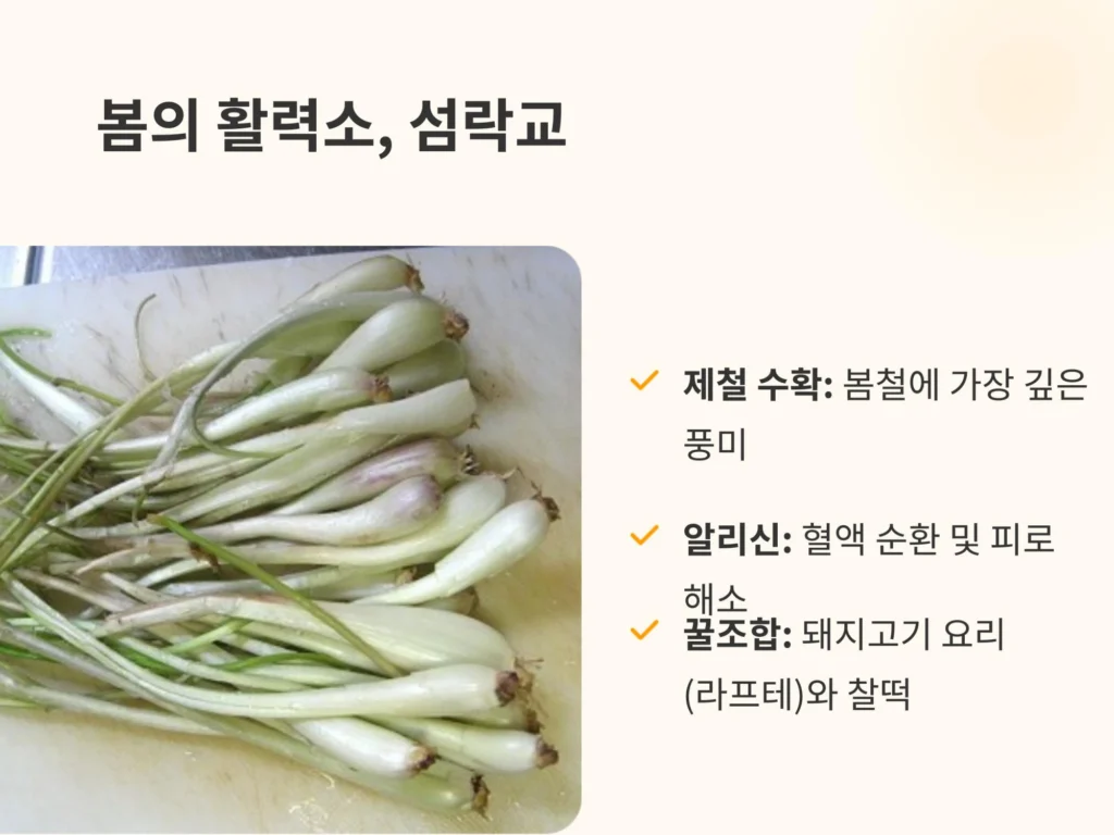 봄철 활력소인 오키나와 섬락교(시마랏쿄)와 풍부한 알리신 성분의 피로 해소 효과. 돼지고기 요리 라프테와의 궁합을 설명하는 이미지