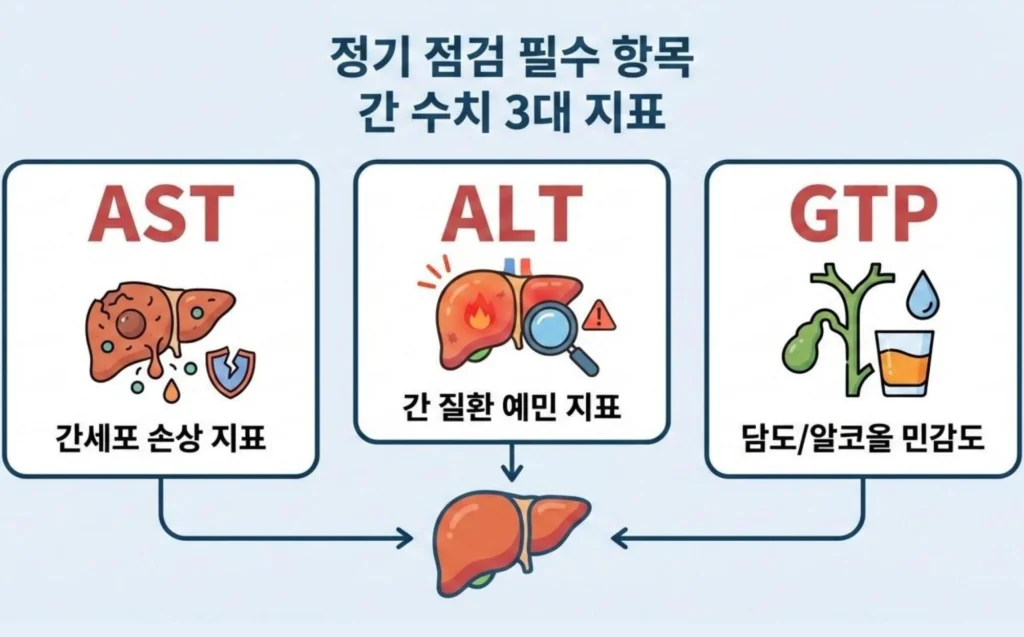 정기 점검이 필요한 간 수치 3대 지표인 AST(간세포 손상), ALT(간 질환 예민도), GTP(담도 및 알코올 민감도) 설명 이미지