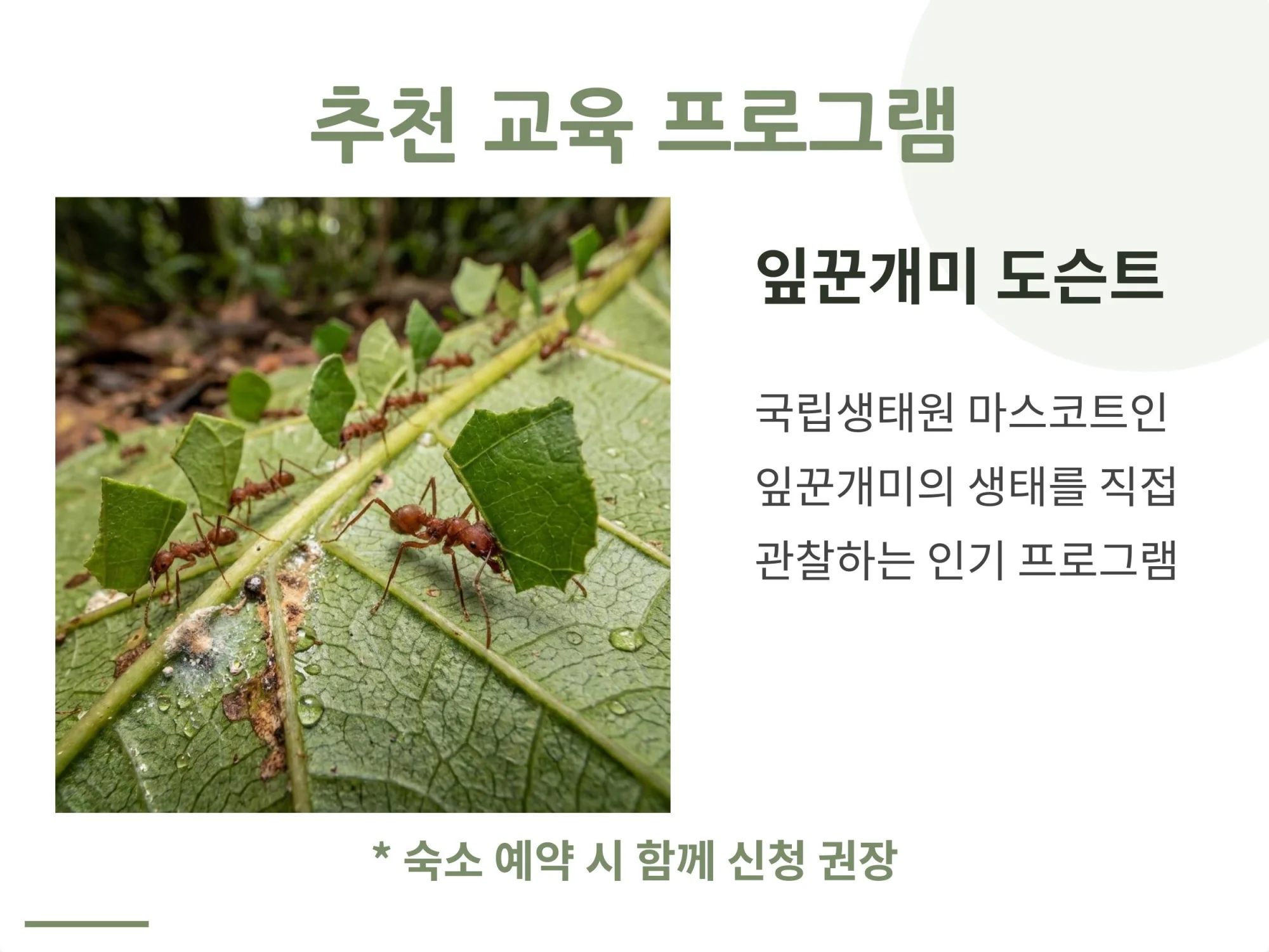 국립생태원의 마스코트인 잎꾼개미의 생태를 직접 관찰할 수 있는 인기 교육 프로그램 '잎꾼개미 도슨트' 소개 및 신청 권장 문구