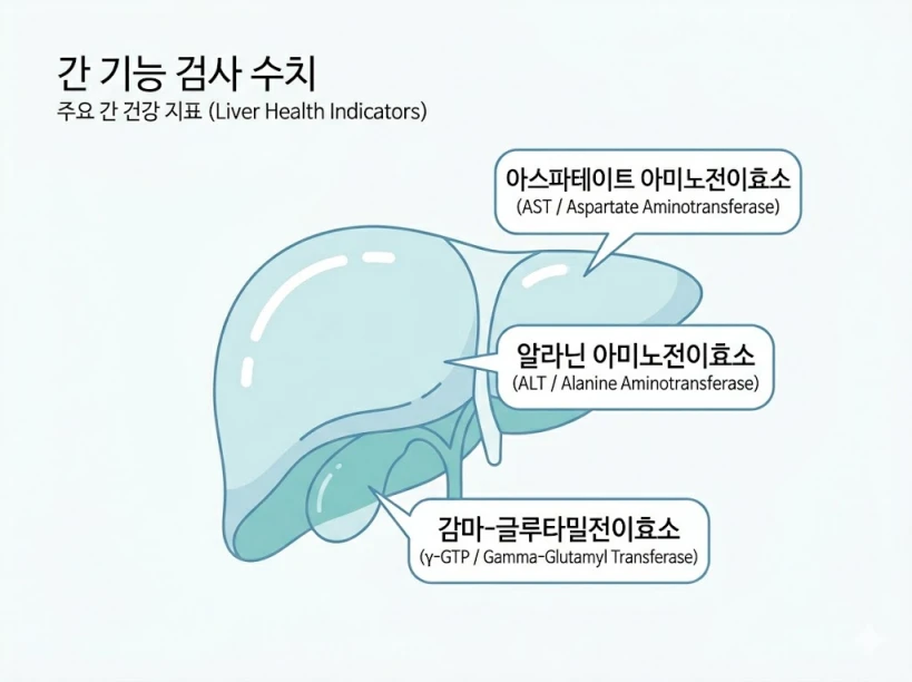 간 기능 검사 수치(AST, ALT, 감마-GTP)를 설명하는 간 형태의 메디컬 일러스트
