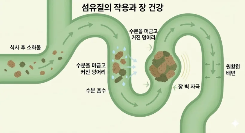 인체 장 내에서 식이섬유가 수분을 흡수하여 장 벽을 자극하는 과정을 나타낸 일러스트
