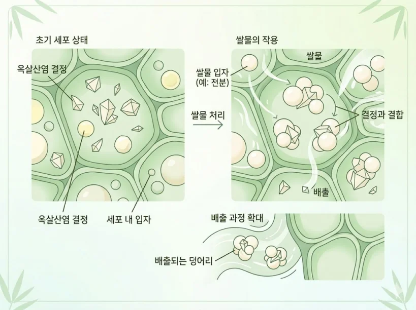 쌀뜨물의 전분 입자가 죽순의 옥살산염 결정을 흡착하여 배출하는 과정 일러스트
