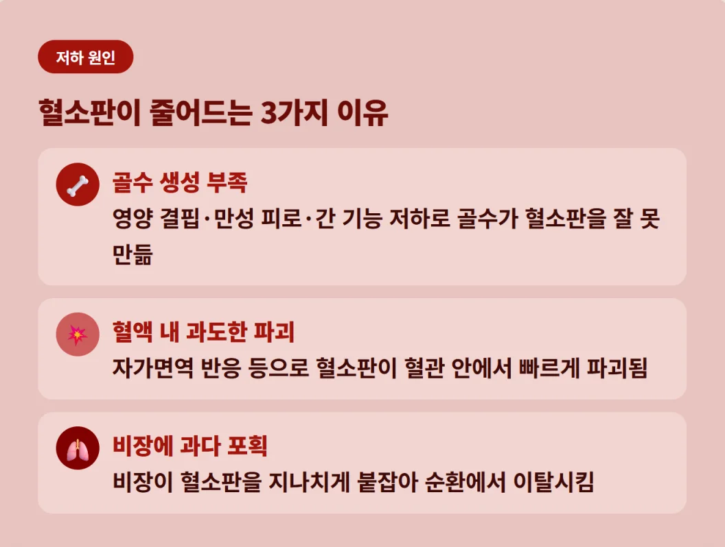 "골수 생성 부족, 혈액 내 파괴, 비장 포획 등 혈소판 수치가 줄어드는 3가지 이유"