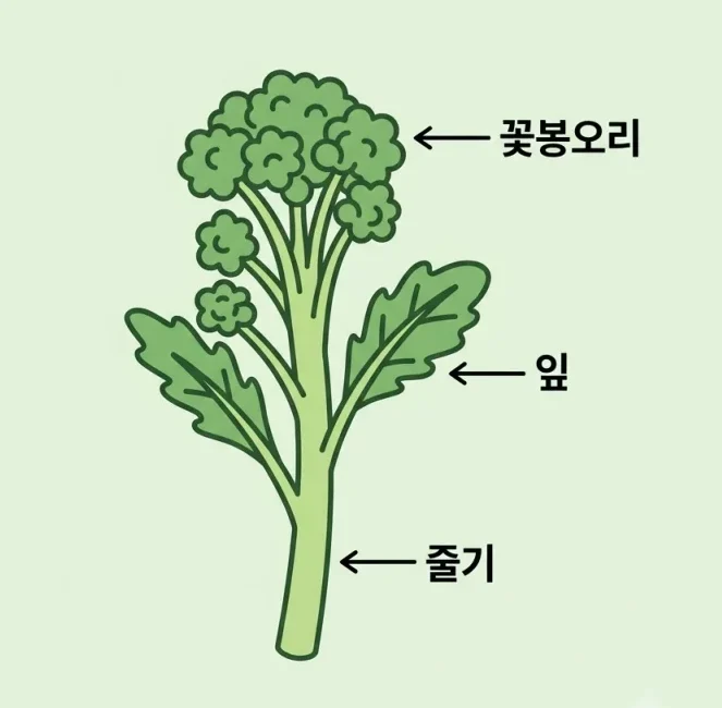 브로콜리니 줄기와 꽃봉오리 부위 설명 일러스트