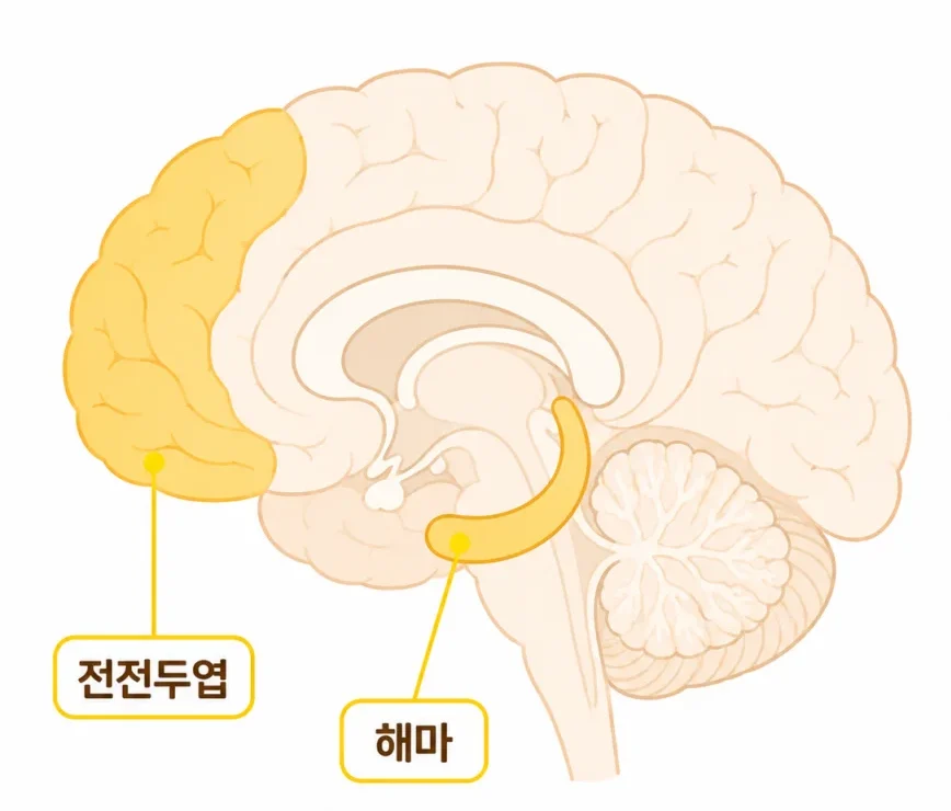 해마와 전전두엽 뇌 구조 심플 일러스트