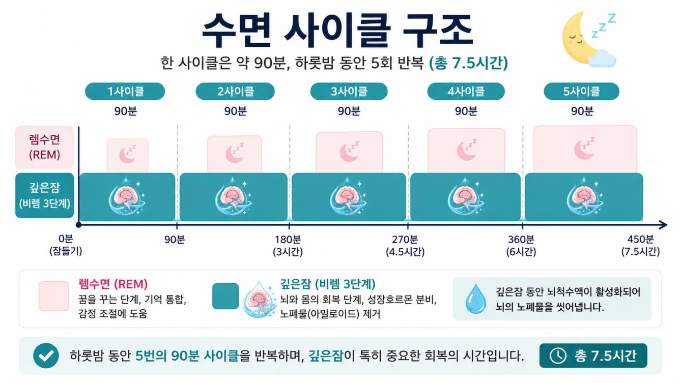 수면 90분 사이클 4~5회 구조 인포그래픽