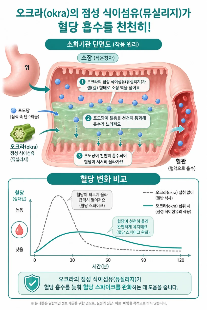 오크라 점액질 수용성 식이섬유 혈당 스파이크 억제 원리 설명 일러스트 