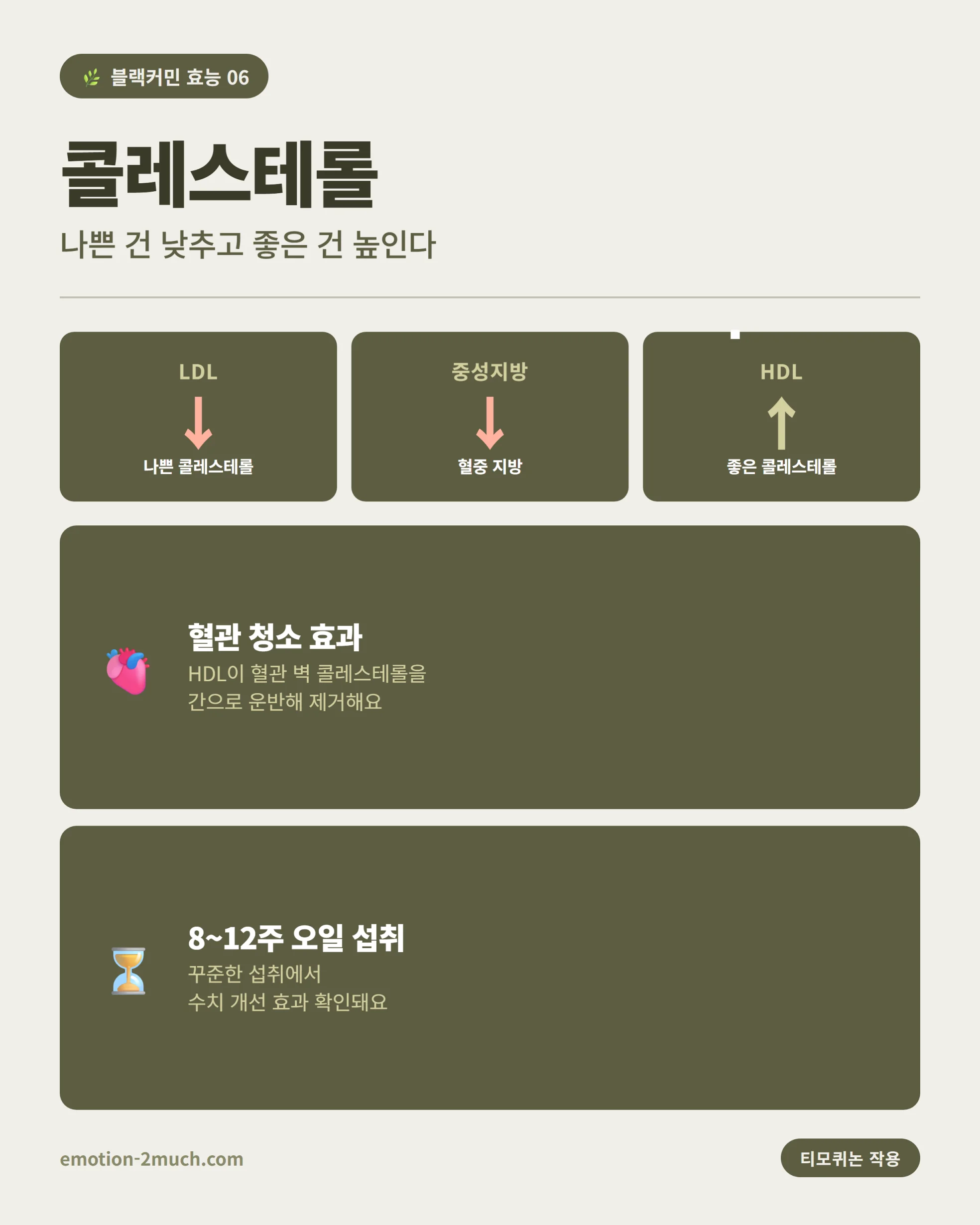 블랙커민 콜레스테롤 개선 효능 인포그래픽