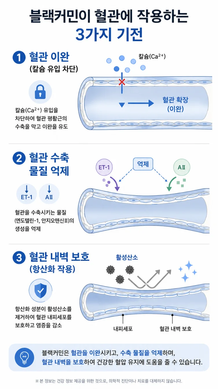 티모퀴논이 혈압을 낮추는 세 가지 작용 경로 도식