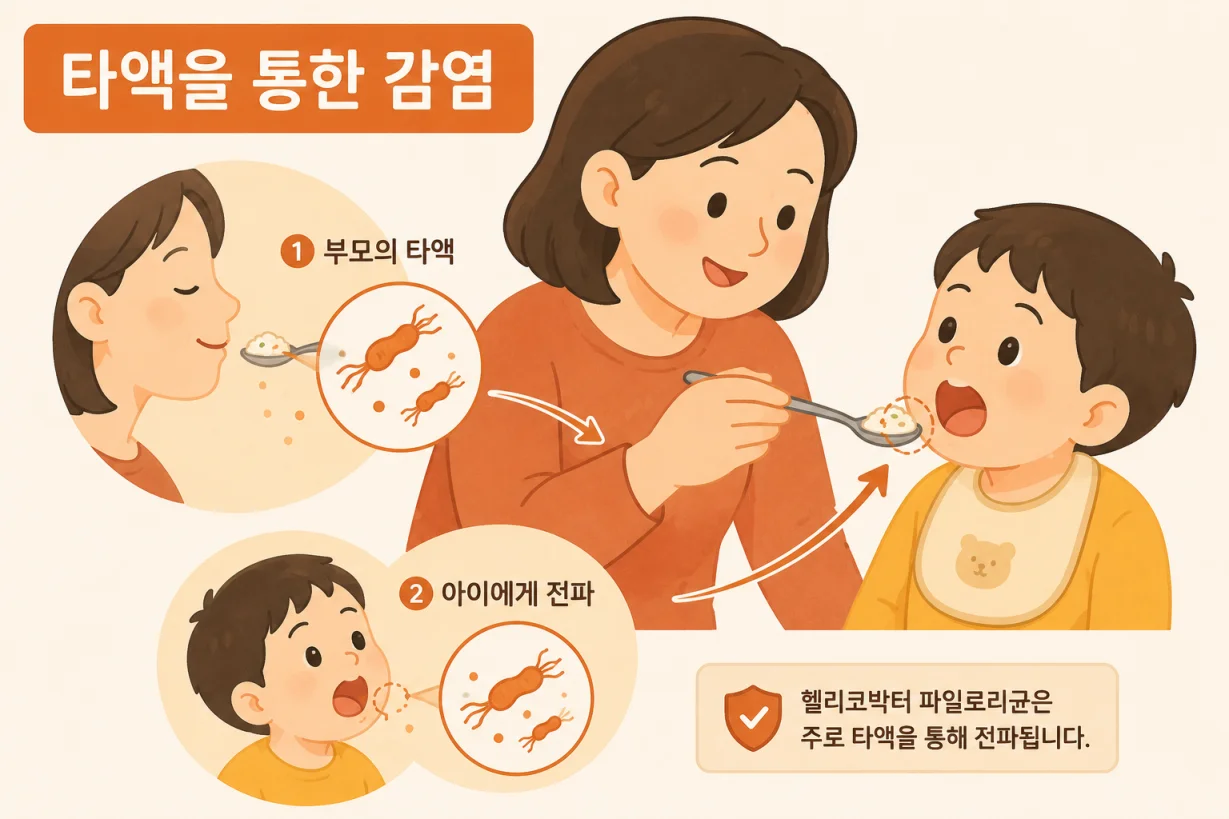 부모에서 아이로 전파되는 헬리코박터균 감염 경로 일러스트