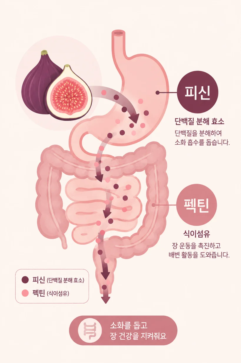 피신과 펙틴의 소화 작용을 표현한 일러스트