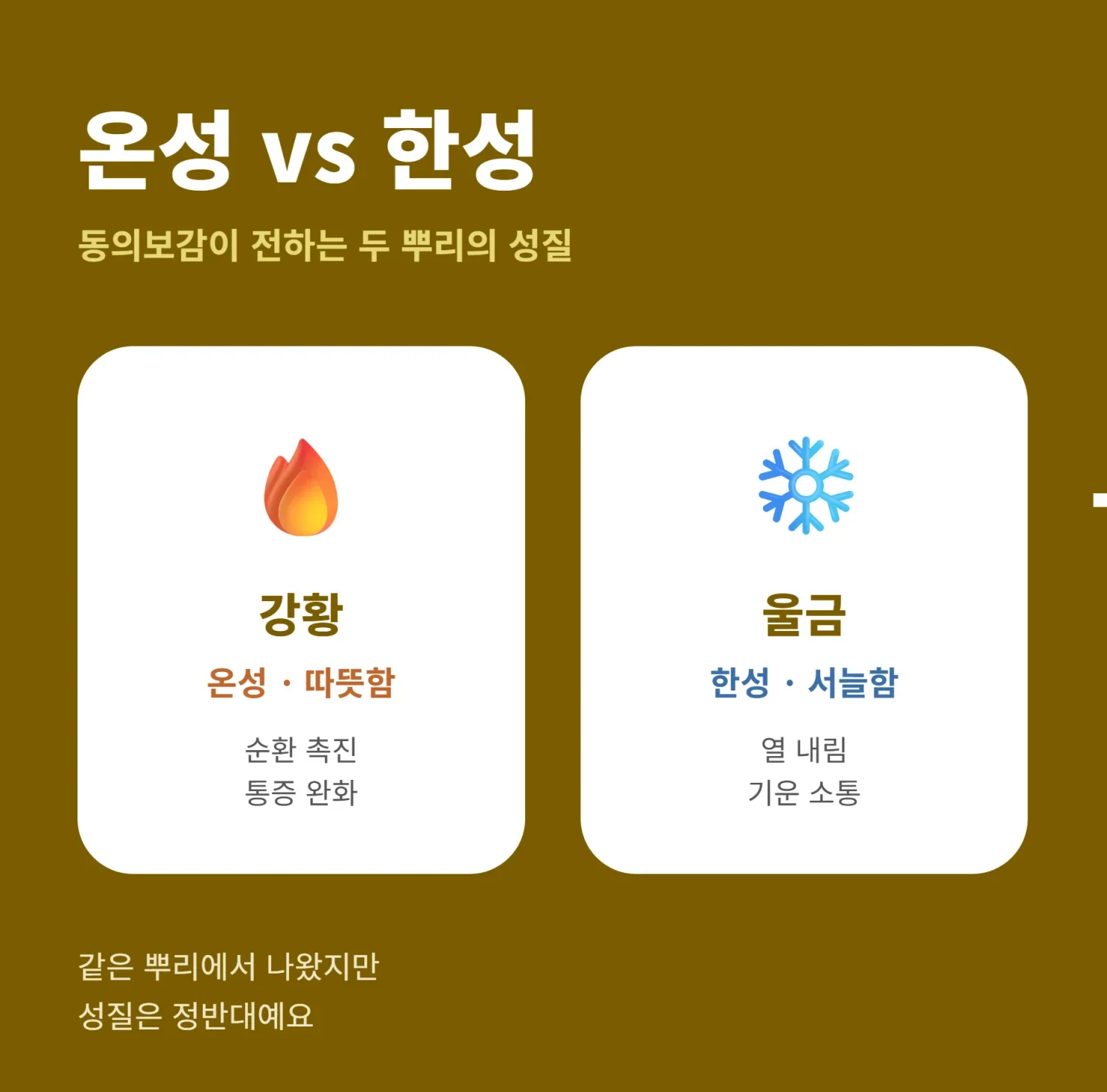 강황 온성과 울금 한성 비교 인포그래픽