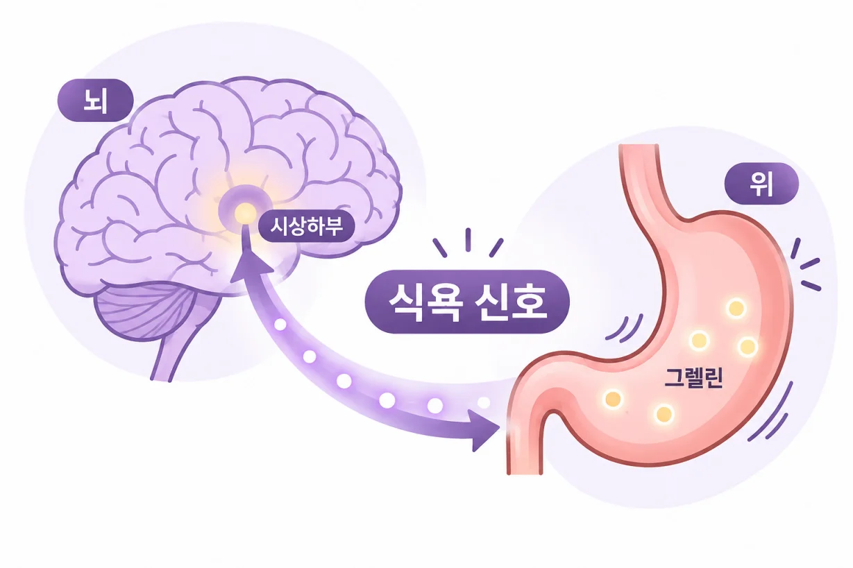 뇌와 위장 사이 식욕 신호 전달 과정을 표현한 일러스트