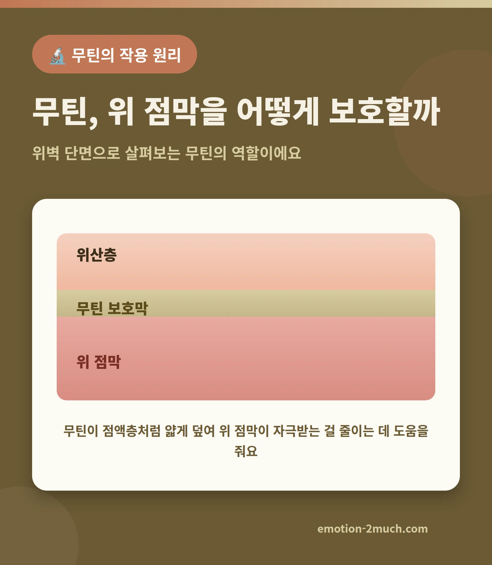 무틴 성분이 위 점막을 보호하는 원리를 표현한 인포그래픽