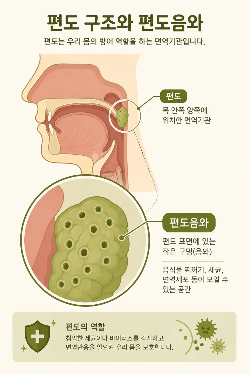 편도음와 구조를 표현한 단면 일러스트