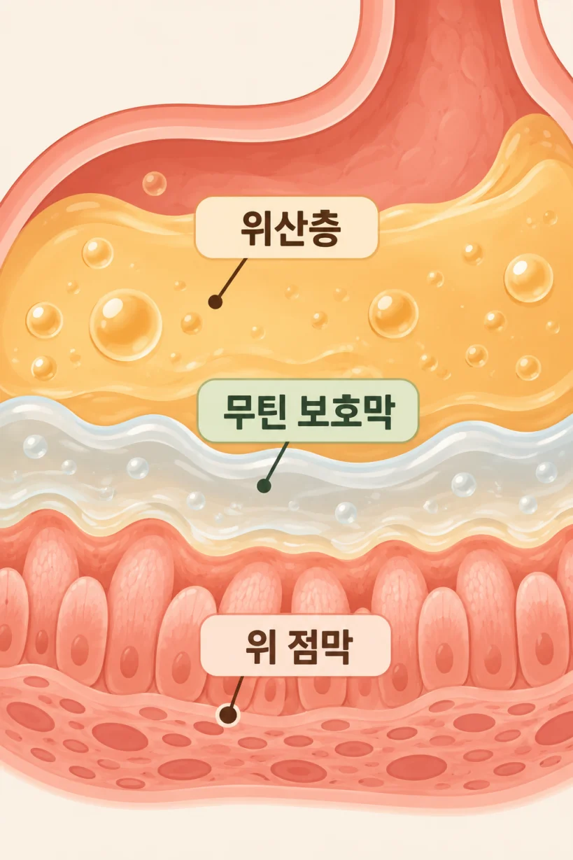 무틴 성분이 위 점막을 덮어 보호막처럼 작용하는 원리를 표현한 의학 일러스트