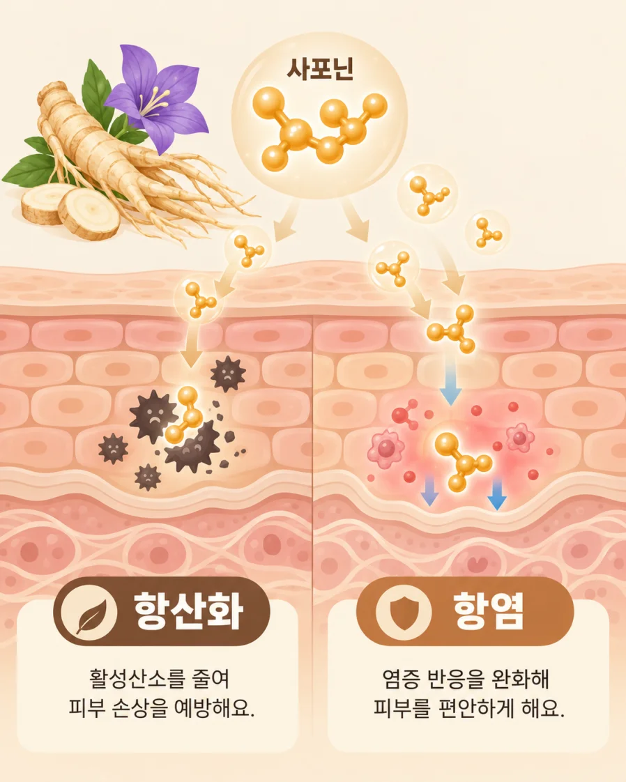 사포닌의 항산화 항염 작용 원리를 표현한 일러스트