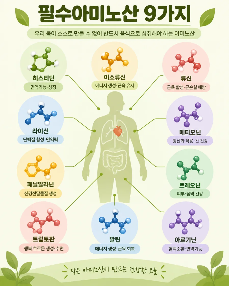 필수아미노산 9가지를 한글 라벨로 정리한 일러스트