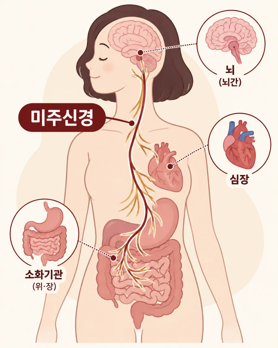 미주신경과 심장의 연결을 표현한 일러스트