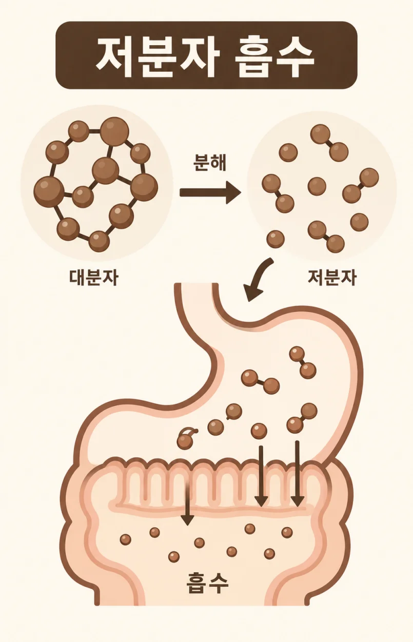 흑삼 저분자 성분이 몸에 흡수되는 과정을 표현한 일러스트