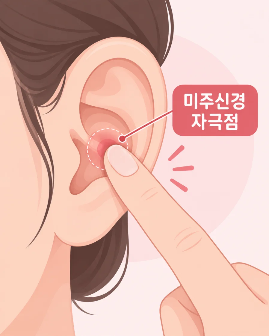 귀 안쪽 미주신경 지압점 위치 일러스트