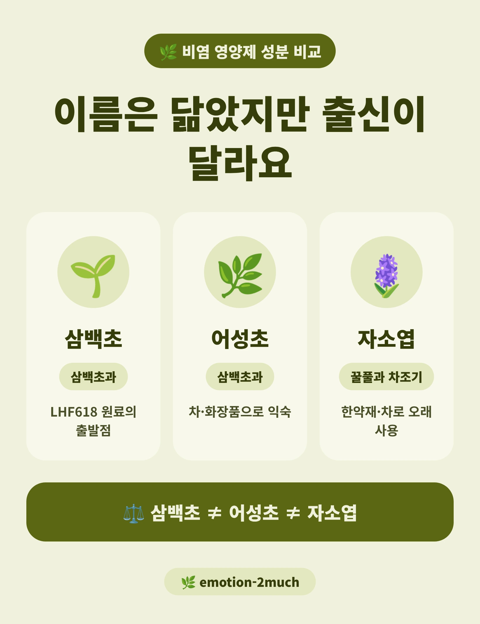 삼백초·어성초·자소엽의 출신 차이를 정리한 인포그래픽